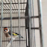 سره نر و ماده 1 ساله معاوضه با گرینچیگ