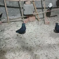 تیدی|پرنده|کهنوج, |دیوار