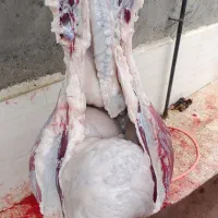 زنده قاپان|حیوانات مزرعه|قزوین, |دیوار