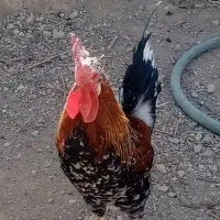 خروس محلی|حیوانات مزرعه|دلیجان, |دیوار