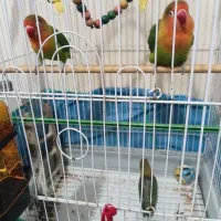 دوعدد طوطی برزیلی جفت ویک عدد بچه