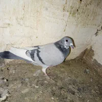 پلاکی نر|پرنده|بم, |دیوار