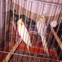 عروس هلندی مولد