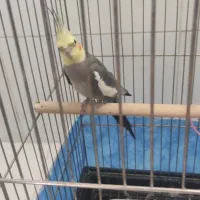 عروس هلندی نرو ماده