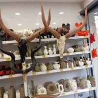 دیوارکوب حیوانات|مجسمه، تندیس، ماکت|تهران, تهرانسر مرکزی|دیوار