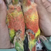 گرینچیک|پرنده|پاکدشت, پاکدشت (مامازند)|دیوار