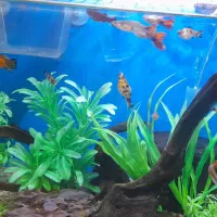 ماهی گیاهخوار وبچه ماهی|ماهی|کرج, شاهین‌ویلا|دیوار