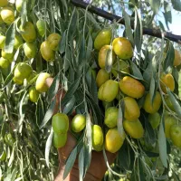 باکیفیترین نهال های موجود درایران از یک تاپنج ساله|خدمات باغبانی و درختکاری|ارومیه, |دیوار