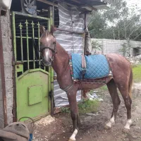 اسب عرب|اسب و تجهیزات اسبسواری|رشت, منظریه|دیوار