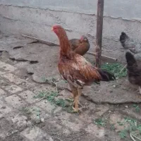 خروس لاری|پرنده|پاکدشت, پاکدشت (مامازند)|دیوار
