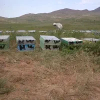 زنبور وحیوانات مزرعه از 6قاب تا 9قاب پرعسل و فشرده