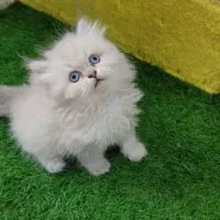 گربه یک دوست ملوس برای شما|گربه|شیراز, حومه شیراز|دیوار