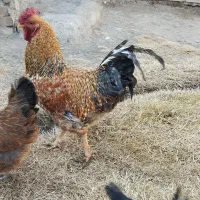 خروس چهل تاج