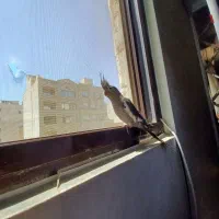 عروس هلندی سرحال