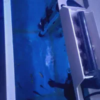 اکواریوم|ماهی|نقده, |دیوار