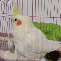 عروس هلندی جفت بازیگوش و آوازخوان