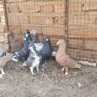 کبوتر|پرنده|مرودشت, شهرک مهدیه|دیوار