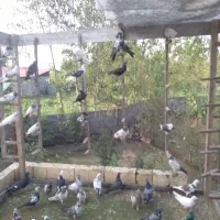 کفتر پرشی وغریبگیری