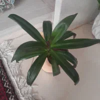 گل پتو وموسی|گل و گیاه طبیعی|اصفهان, پروین|دیوار