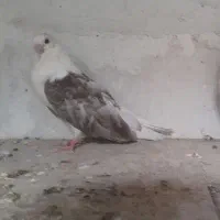 جوجه پشت‌دار