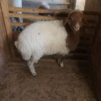 بره نر هترو سفید کوردی سنجابی