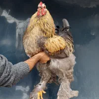 خروس برهما بلو طوسی در جمعه بازار