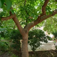 نوفل لو شاتو/همکف جنوبی با ۱۴۰متر حیاط اختصاصی|فروش آپارتمان|مشهد, نوفل لوشاتو|دیوار