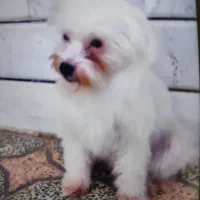 سگ شیتزو|سگ|باغ بهادران, |دیوار