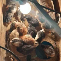 فروش جوجه  گلین