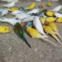 مرغ عشق