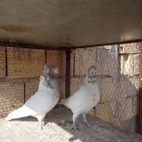 کبوتر|پرنده|میبد, |دیوار