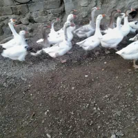 غاز طبیعی  محلی|حیوانات مزرعه|اردبیل, |دیوار