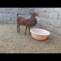 گیسه صلاله وبزمحلی داشتی وگوشتی چاق|حیوانات مزرعه|بندرعباس, |دیوار