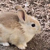 فروش خرگوش|موش و خرگوش|دوگنبدان, |دیوار