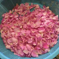 گل محمدی