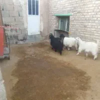 بزغاله|حیوانات مزرعه|مشهد, امیریه|دیوار