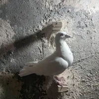 سفید چاک فرآلمانی