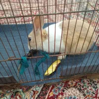 خرگوش زرنگ و باهوش