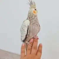عروس هلندی ماده