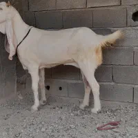 بز گلابی وپازم