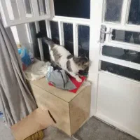 گربه دست اموز|گربه|کازرون, |دیوار