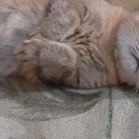 فروش گربه اسکاتیش و بریتیش بالغ|گربه|کرج, فاز ۴ مهرشهر|دیوار