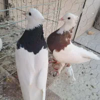 طوقی و پشتار|پرنده|اردکان, |دیوار