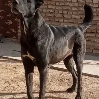 سگ سیاه ماده ذات درجه یک