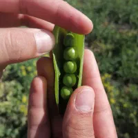 خرید نخود فرنگی با توری رایگان خرید قیمت بالا