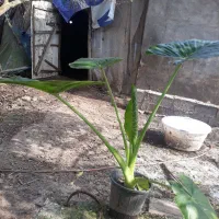 گل بابا آدم (کوچصفهان)