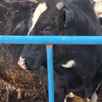 گوساله کشتاری