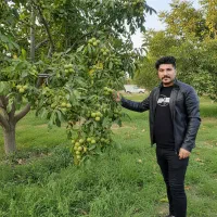 شروع سوددهی فوری با نهال گردو پربازده موجودی محدود|خدمات باغبانی و درختکاری|اصفهان, قلعه طبره|دیوار