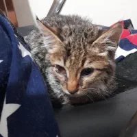 واگذاری گربه