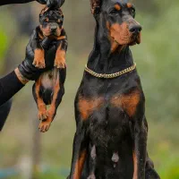 سگ دوبرمن تیپ اروپایی کیفیت در حد وارداتی